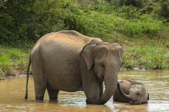 Yala National Park Private Safari Tour - Photo 1 of 7